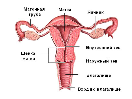 Опущение матки